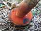 Neoboletus praestigiator (Neoboletus praestigiator), Zemplén